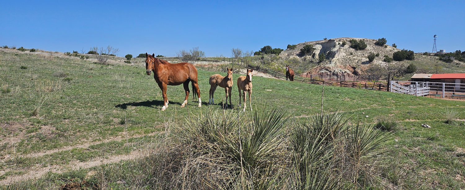 THE COWBOY CORNER EDITION 10 VOL.1