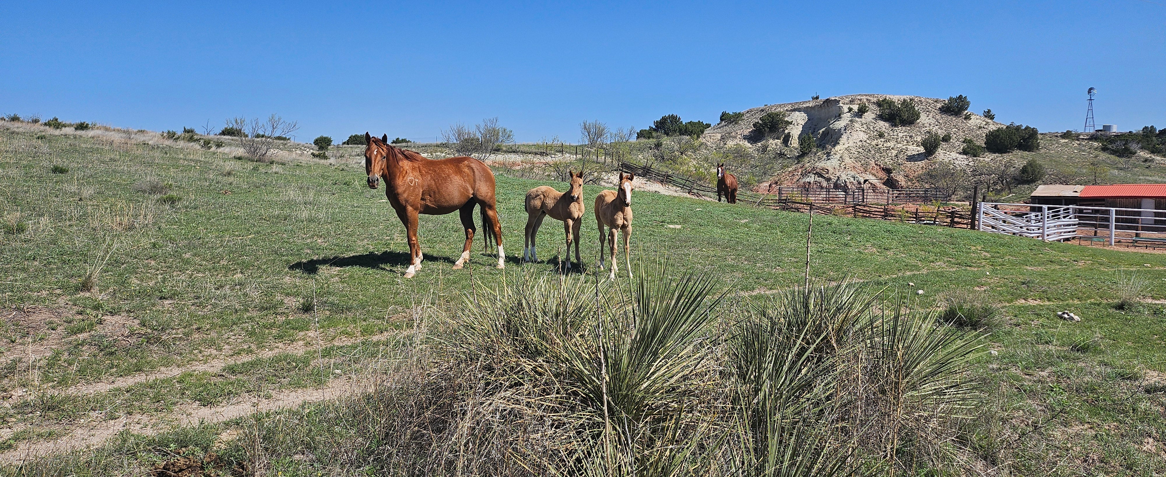 THE COWBOY CORNER EDITION 10 VOL.1