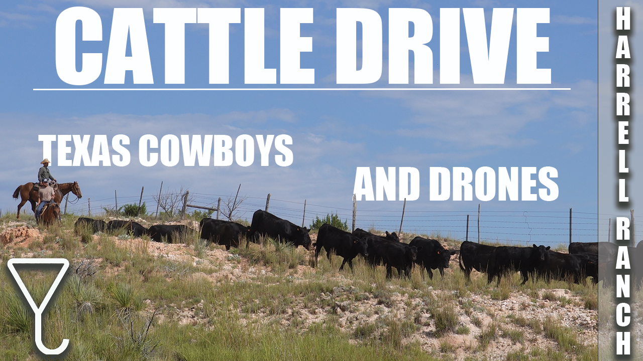 A Real Texas Cattle Drive… Until the Drone Took Over