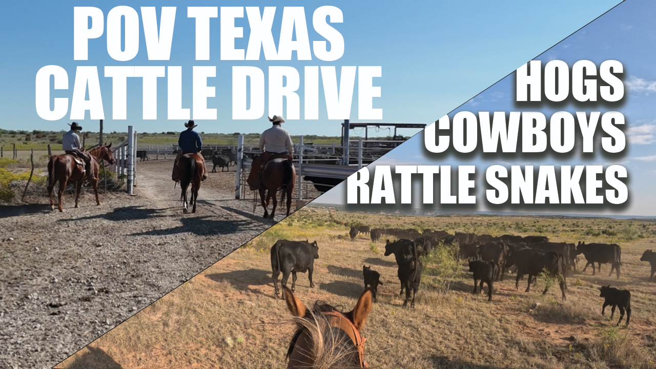 Cattle Drive on the Canyon Rim | Rattlesnakes, Hogs, and Cowboys