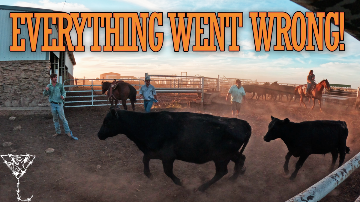 A Little Chaos, A Lot of Cattle, and Preserving the Cowboy Way