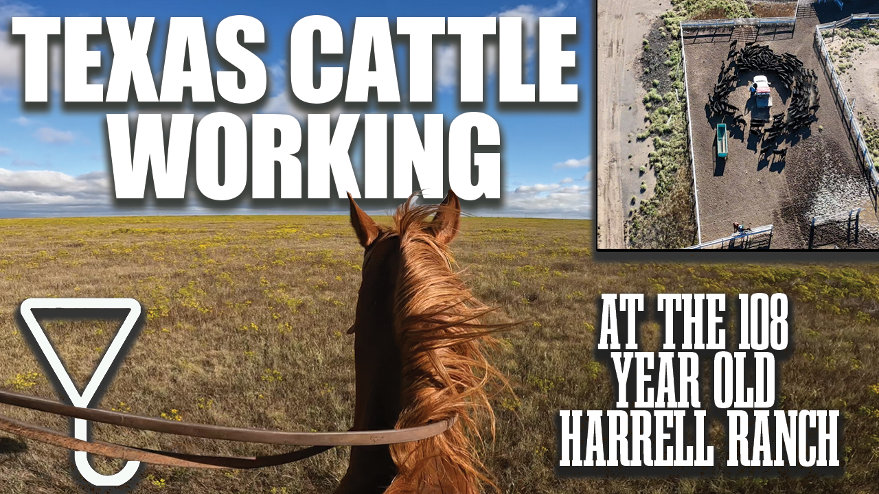 CATTLE RUN WILD in Texas | Cowboys Take Control