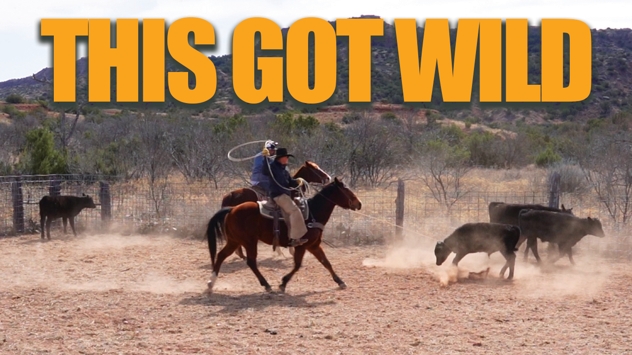 Roping & Wrestling 1,000-POUND Bulls