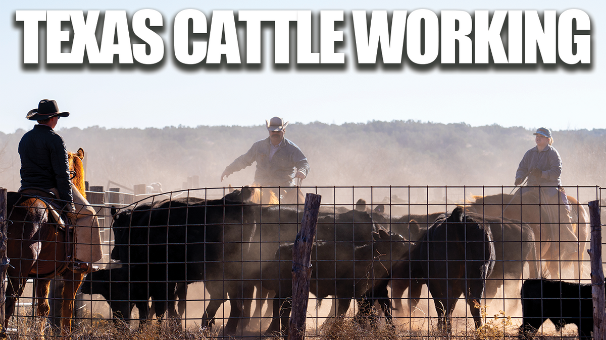 Roping Cattle Deep in Palo Duro Canyon