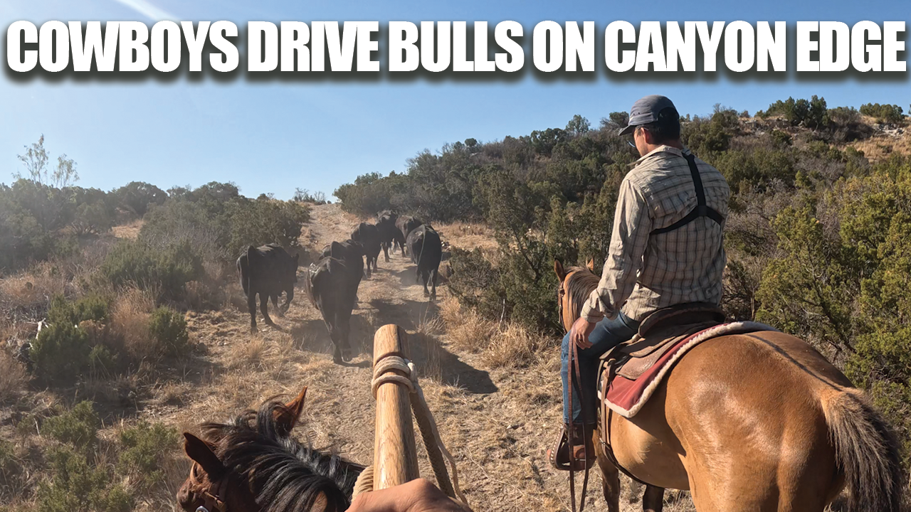 Driving Bulls Into Palo Duro Canyon Was a Disaster